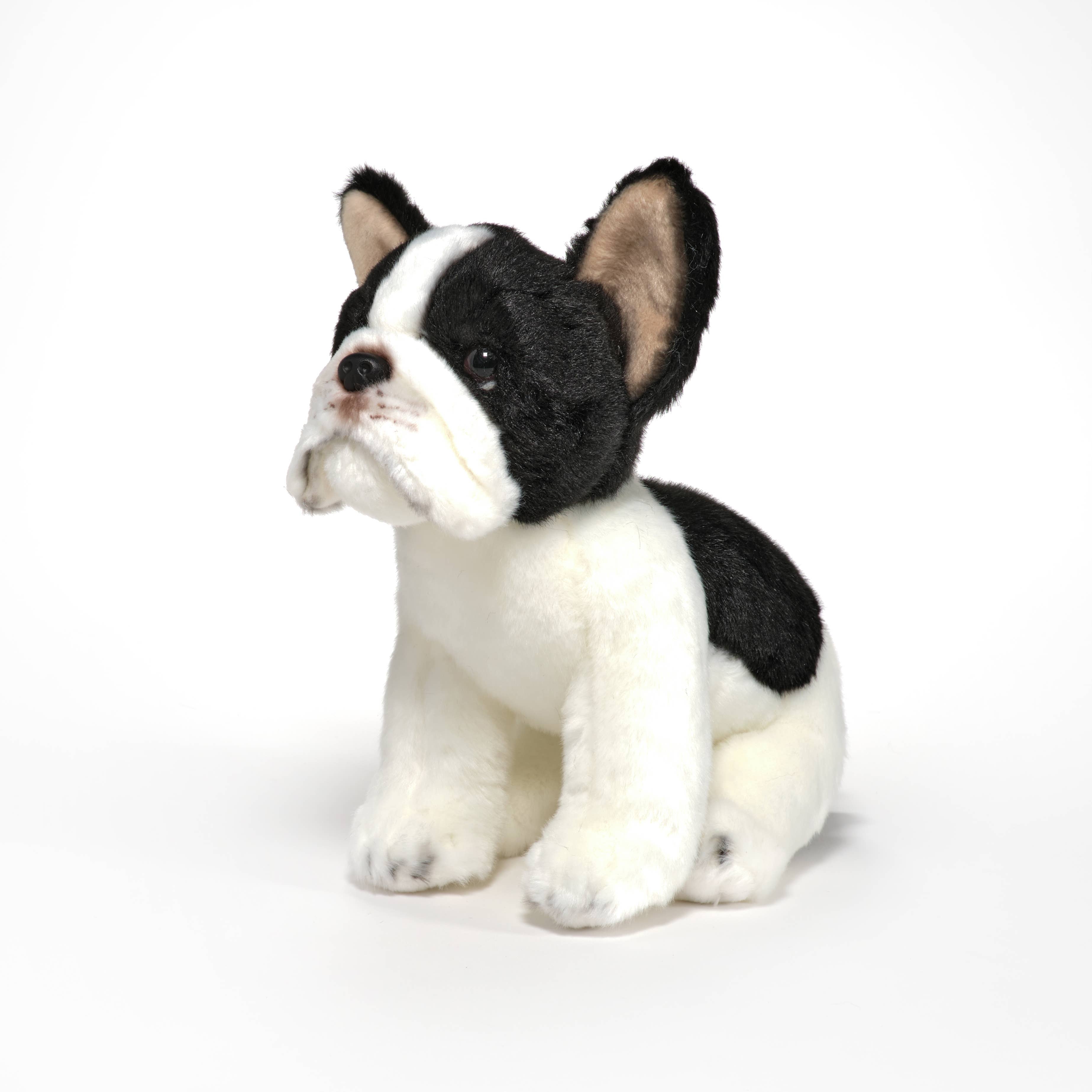 Lil' Oliver the French Bulldog