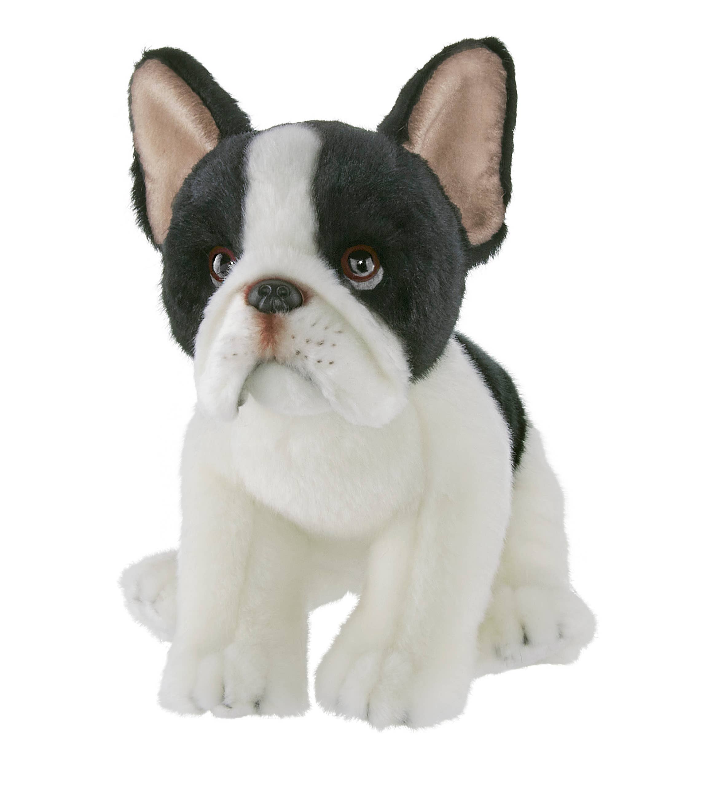 Lil' Oliver the French Bulldog